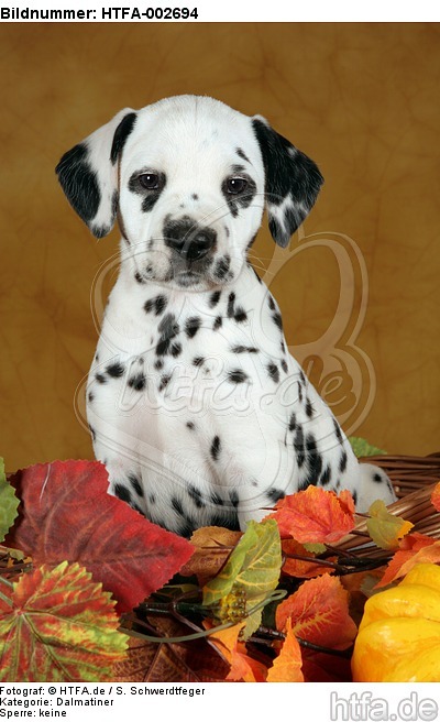 Dalmatiner Welpe / dalmatian puppy / HTFA-002694