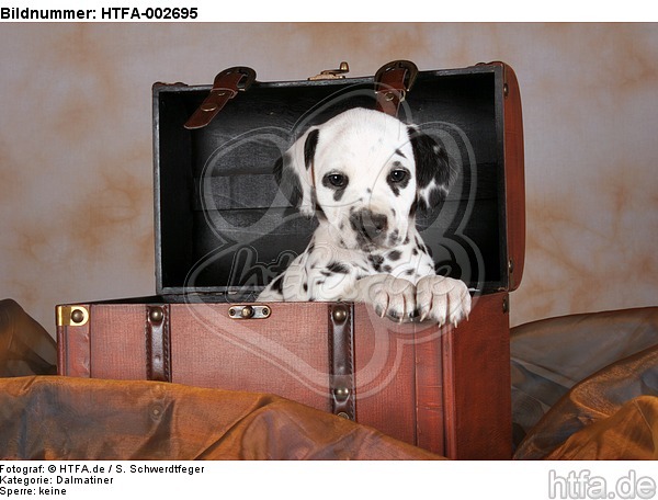 Dalmatiner Welpe / dalmatian puppy / HTFA-002695