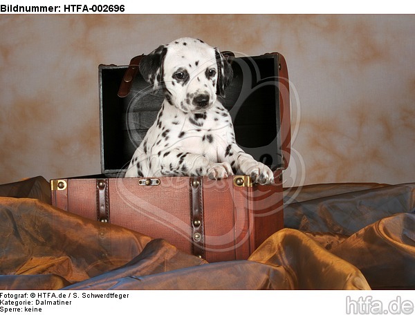 Dalmatiner Welpe / dalmatian puppy / HTFA-002696