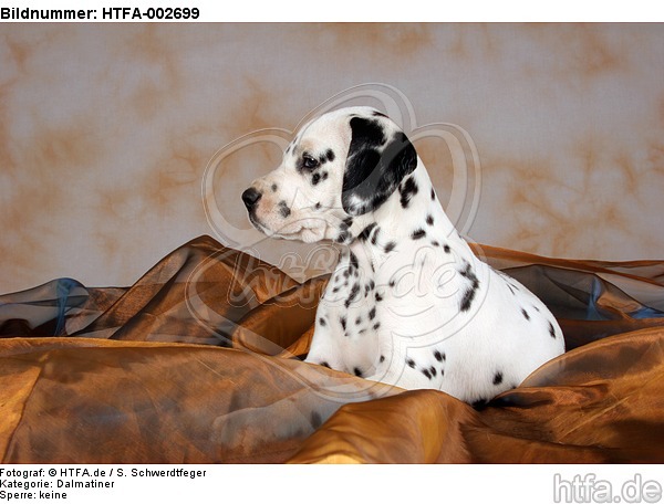 Dalmatiner Welpe / dalmatian puppy / HTFA-002699