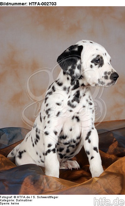 Dalmatiner Welpe / dalmatian puppy / HTFA-002703