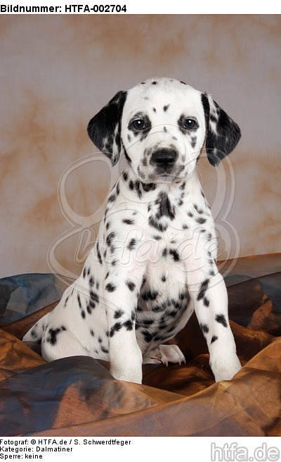 Dalmatiner Welpe / dalmatian puppy / HTFA-002704
