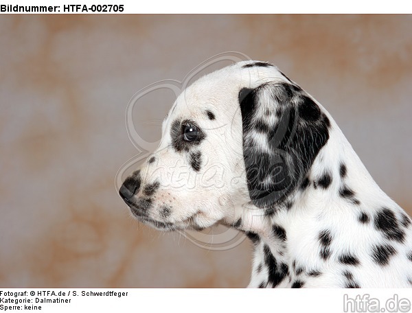 Dalmatiner Welpe / dalmatian puppy / HTFA-002705