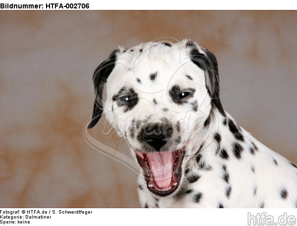 Dalmatiner Welpe / dalmatian puppy / HTFA-002706
