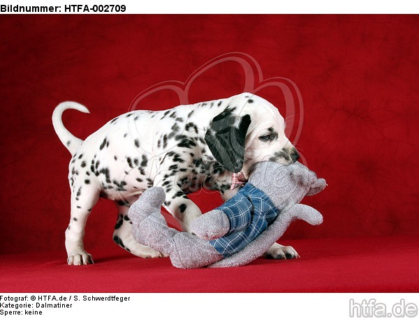 Dalmatiner Welpe / dalmatian puppy / HTFA-002709