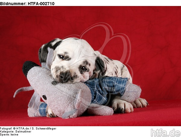 Dalmatiner Welpe / dalmatian puppy / HTFA-002710