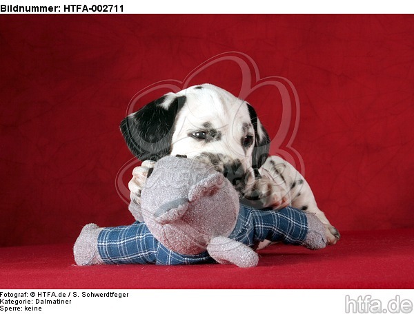 Dalmatiner Welpe / dalmatian puppy / HTFA-002711