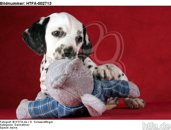 Dalmatiner Welpe / dalmatian puppy / HTFA-002713