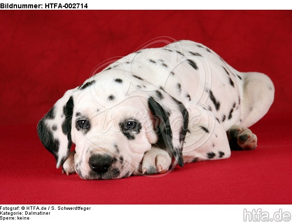 Dalmatiner Welpe / dalmatian puppy / HTFA-002714