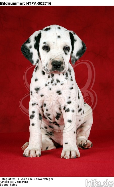 Dalmatiner Welpe / dalmatian puppy / HTFA-002716