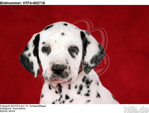 Dalmatiner Welpe / dalmatian puppy / HTFA-002718