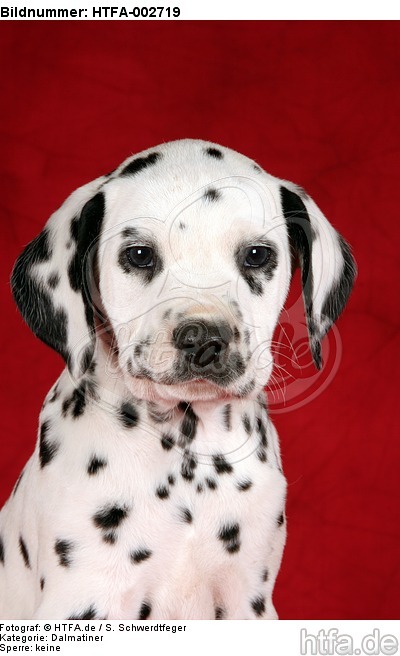 Dalmatiner Welpe / dalmatian puppy / HTFA-002719