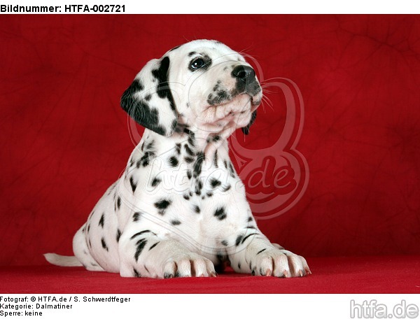 Dalmatiner Welpe / dalmatian puppy / HTFA-002721