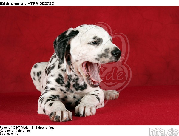 Dalmatiner Welpe / dalmatian puppy / HTFA-002723