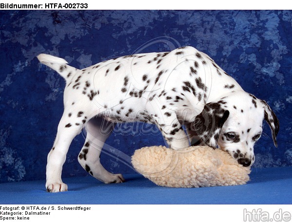 Dalmatiner Welpe / dalmatian puppy / HTFA-002733