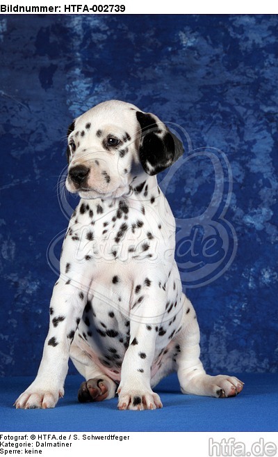 Dalmatiner Welpe / dalmatian puppy / HTFA-002739