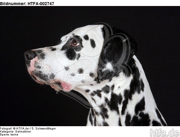 Dalmatiner / dalmatian / HTFA-002747