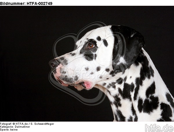 Dalmatiner / dalmatian / HTFA-002749