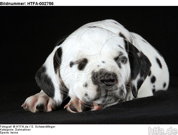 Dalmatiner Welpe / dalmatian puppy / HTFA-002756