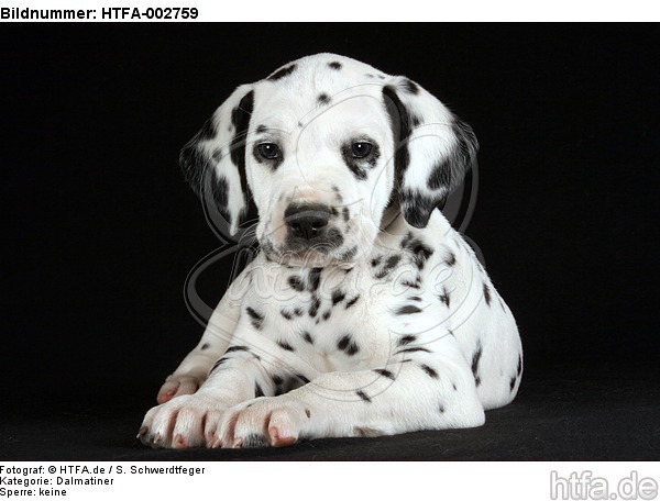 Dalmatiner Welpe / dalmatian puppy / HTFA-002759