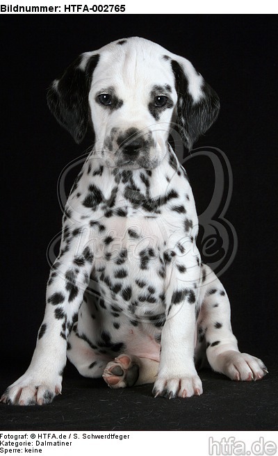 Dalmatiner Welpe / dalmatian puppy / HTFA-002765