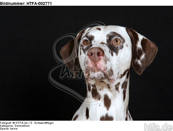 Dalmatiner / dalmatian / HTFA-002771