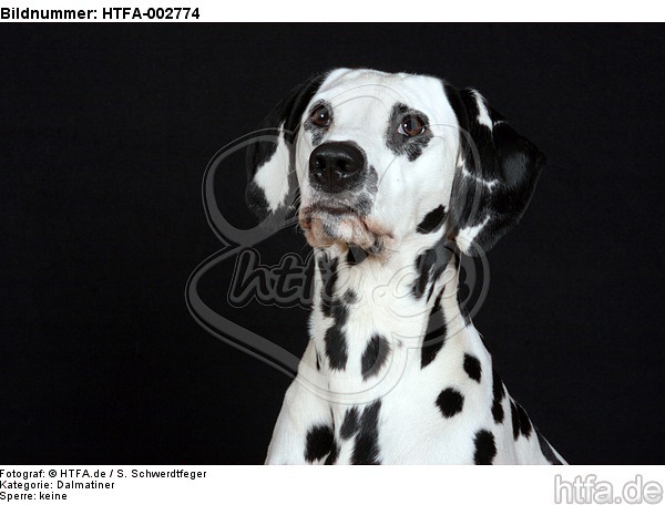 Dalmatiner / dalmatian / HTFA-002774