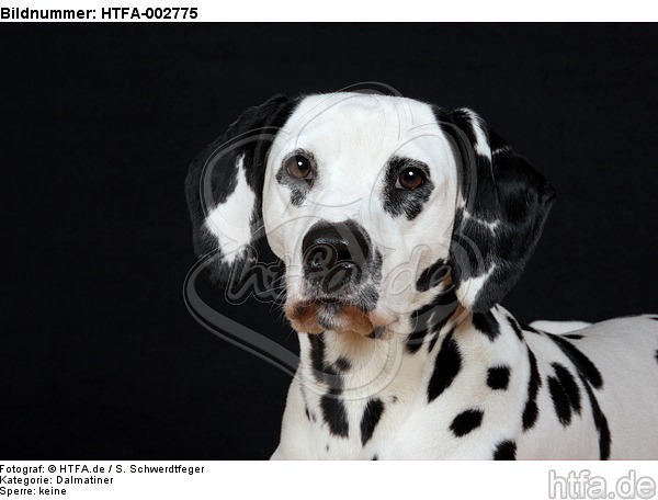 Dalmatiner / dalmatian / HTFA-002775