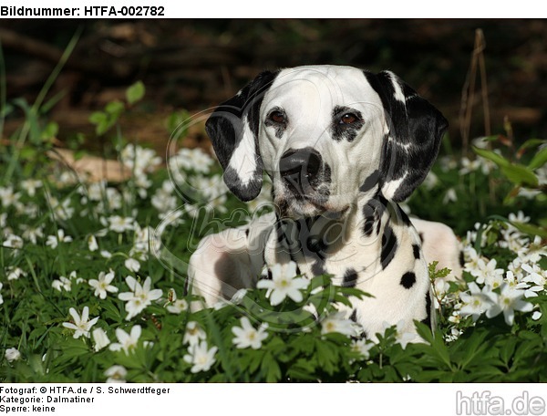 Dalmatiner / dalmatian / HTFA-002782