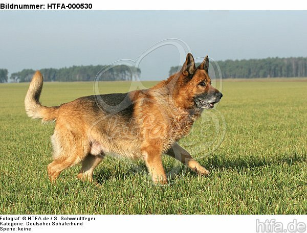laufender Deutscher Schäferhund / walking german shepherd / HTFA-000530