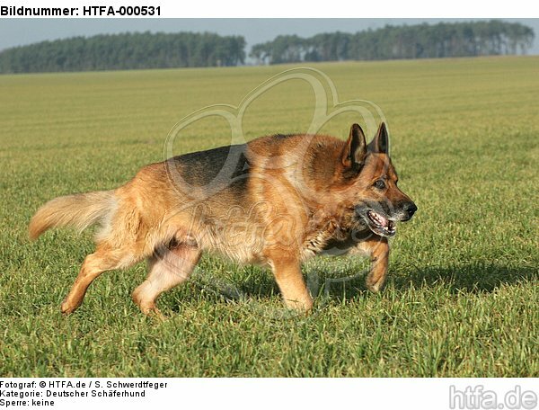 rennender Deutscher Schäferhund / running german shepherd / HTFA-000531