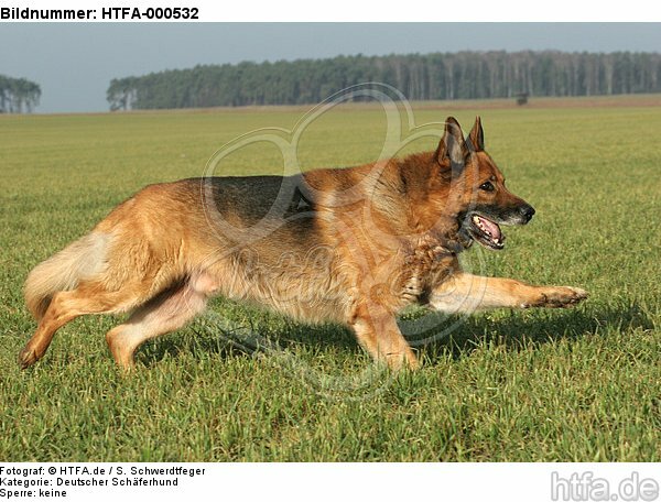 rennender Deutscher Schäferhund / running german shepherd / HTFA-000532