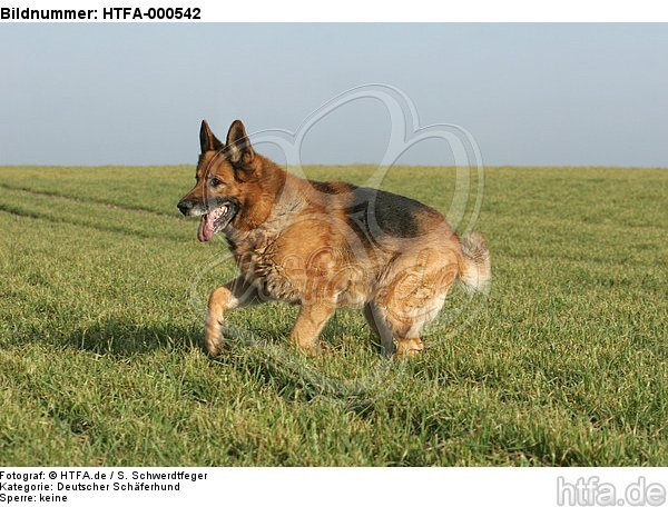 rennender Deutscher Schäferhund / running German Shepherd / HTFA-000542