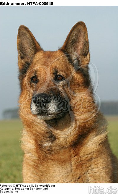 Deutscher Schäferhund Portrait / German Shepherd Portrait / HTFA-000548