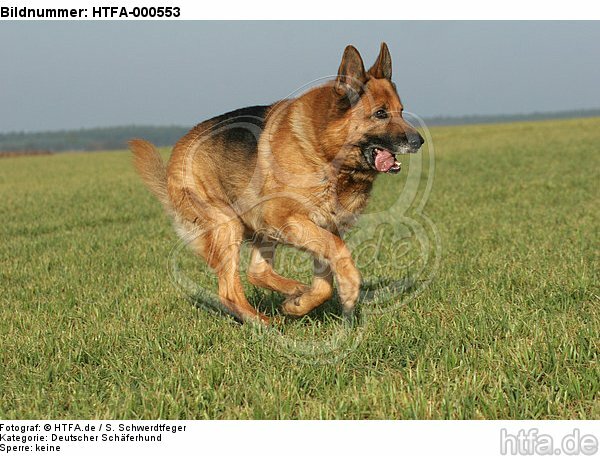 rennender Deutscher Schäferhund / running German Shepherd / HTFA-000553