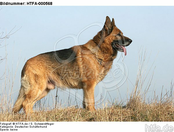 stehender Deutscher Schäferhund / standing German Shepherd / HTFA-000568