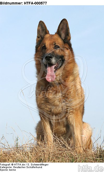 sitzender Deutscher Schäferhund / sitting German Shepherd / HTFA-000577