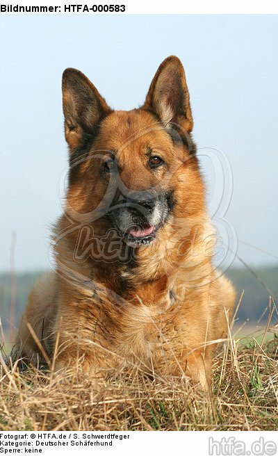 liegender Deutscher Schäferhund / lying German Shepherd / HTFA-000583