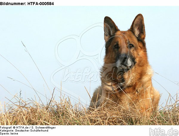 liegender Deutscher Schäferhund / lying German Shepherd / HTFA-000584