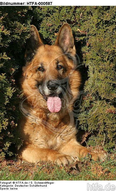 liegender Deutscher Schäferhund / lying German Shepherd / HTFA-000587
