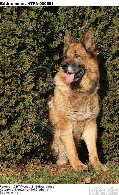 sitzender Deutscher Schäferhund / sitting German Shepherd / HTFA-000591