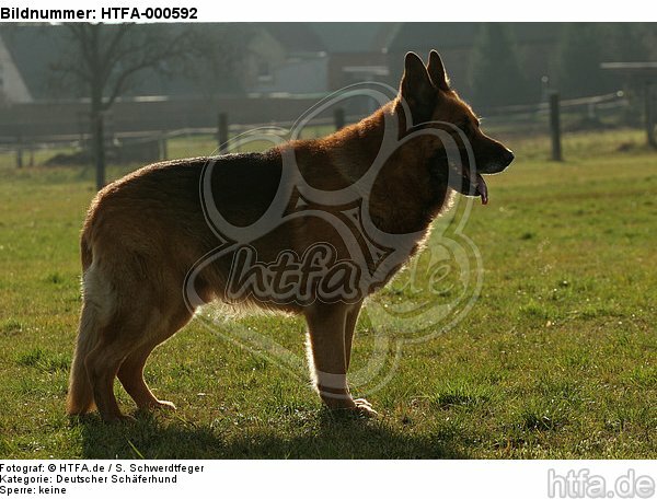Deutscher Schäferhund steht im Gegenlicht / standing German Shepherd / HTFA-000592