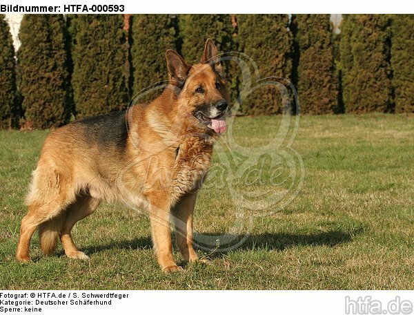 stehender Deutscher Schäferhund / standing German Shepherd / HTFA-000593