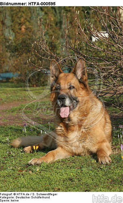 liegender Deutscher Schäferhund / lying German Shepherd / HTFA-000595