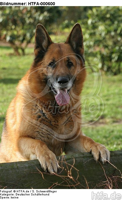 Deutscher Schäferhund schaut über den Zaun / German Shepherd looking over fence / HTFA-000600
