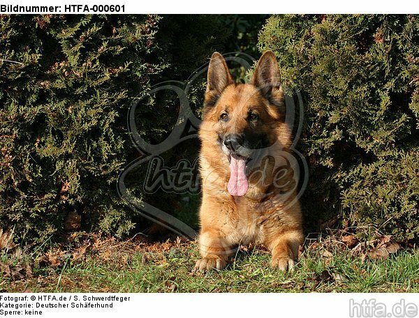 liegender Deutscher Schäferhund / lying German Shepherd / HTFA-000601