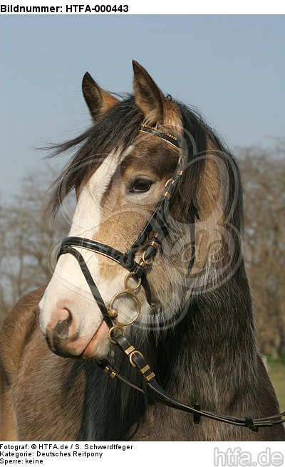 Deutsches Reitpony Portrait / pony portrait / HTFA-000443