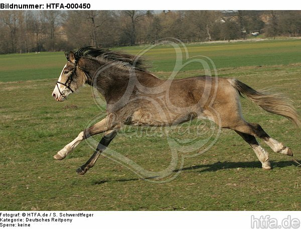 galoppierendes Deutsches Reitpony / galloping pony / HTFA-000450