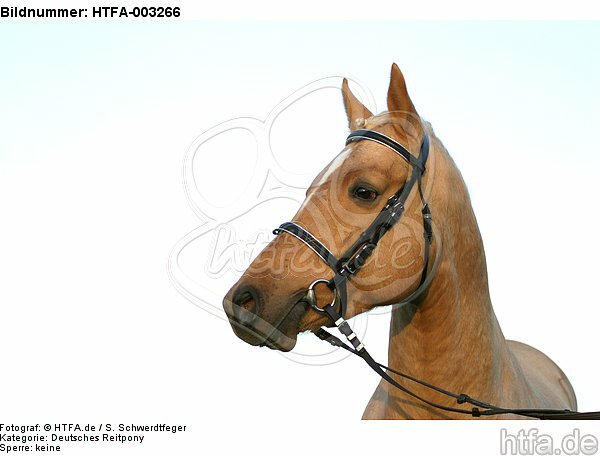 Deutscher Reitpony Hengst / pony stallion / HTFA-003266