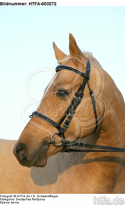 Deutscher Reitpony Hengst / pony stallion / HTFA-003272